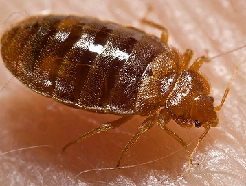Detail těla dospělé štěnice domácí na kůži