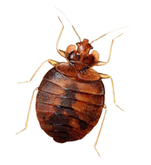 Štěnice domácí (Cimex lectularius) – pohled shora