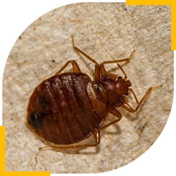 Jak vypadá štěnice – detailní fotografie