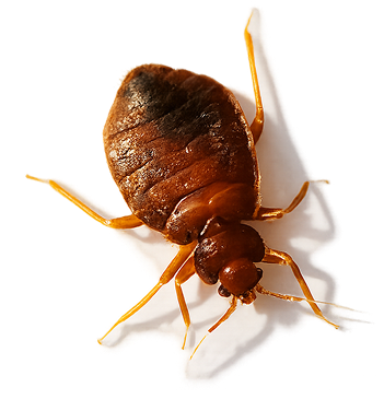 Štěnice – detailní fotografie